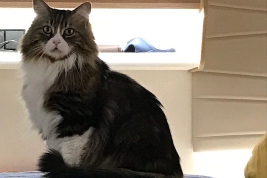 Disappearance alert Cat miscegenation  Male , 13 years Rabastens-de-Bigorre France