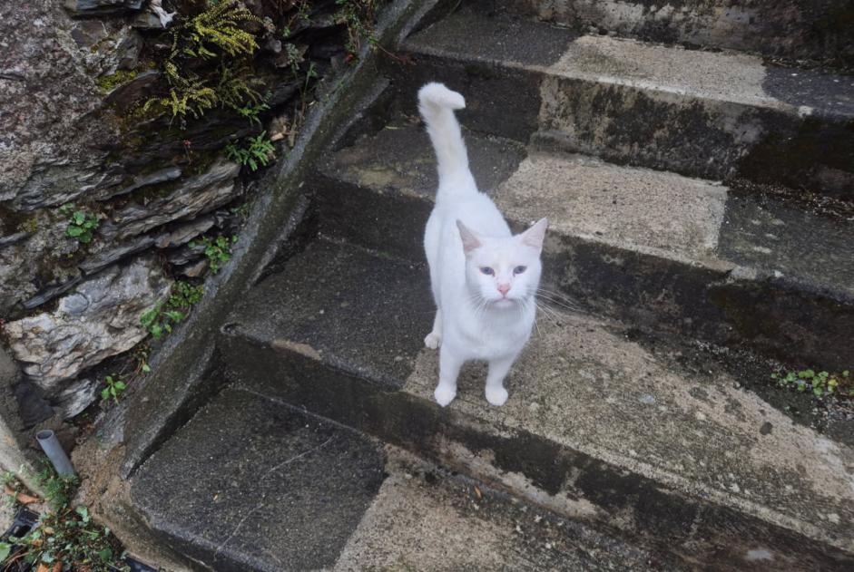 Discovery alert Cat Male Cadéac France