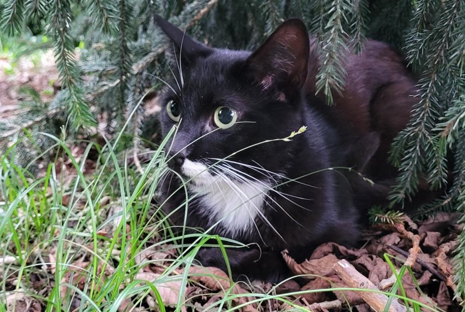 Alerta de Hallazgo Gato Macho Tarbes Francia Alerta de Hallazgo Gato Macho Tarbes Francia
