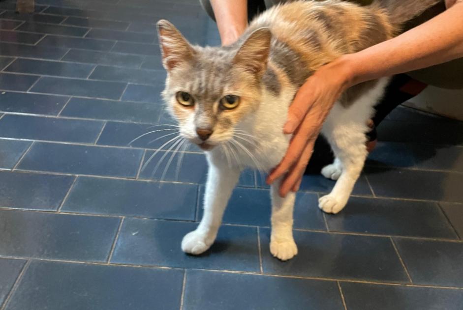 Ontdekkingsalarm Kat Vrouwtje Bordères-sur-l'Échez Frankrijk Ontdekkingsalarm Kat Vrouwtje Bordères-sur-l'Échez Frankrijk