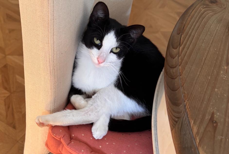 Alerta desaparecimento Gato cruzamento  Fêmea , 1 anos Horgues France
