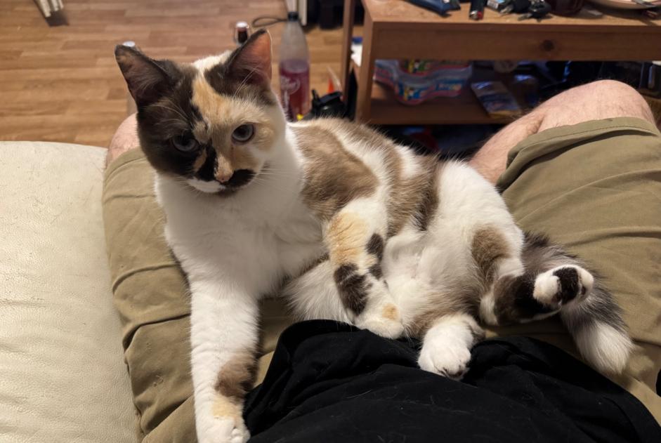 Alerta desaparecimento Gato cruzamento  Fêmea , 3 anos Lannemezan France